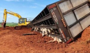 Caminhão tomba em Jaraguari e mata bois. BR-163
